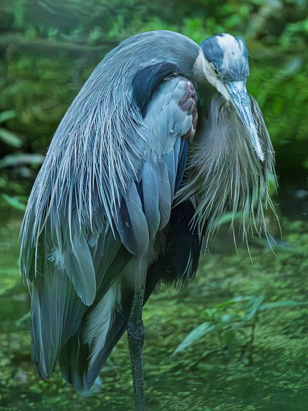 Wildlife\n\nBrooding Great Blue Heron\n\nCVNP