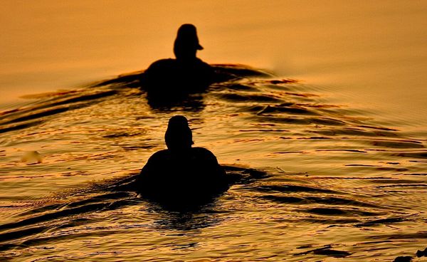 Wildlife\n\nDucks at Dusk\n\nCVNP
