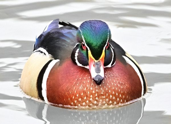 Wildlife\n\nHa! You Blinked First\n\nClaague Park