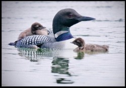 Wildlife\n\nLoon and Chicks\n\nJasper NP