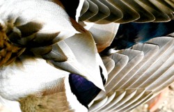 Wildlife\n\nMale Mallard Feathers\n\nCVNP