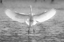 Wildlife\n\nMorning Splendor\n\nLorain County Metroparks