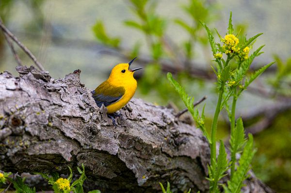 Wildlife\n\nProthonotary Warbler Nest\n\nMagee Marsh