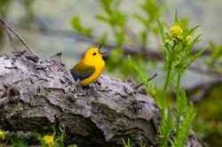 Wildlife\n\nProthonotary Warbler Nest\n\nMagee Marsh
