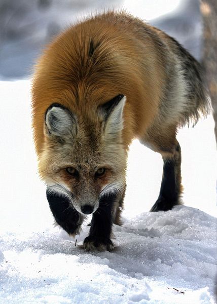 Wildlife\n\nRed Fox\n\nGrand Teton NP