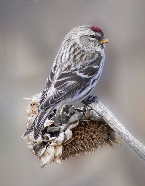 Wildlife\n\nRedpoll\n\nSoltis Farm Sunflower Field