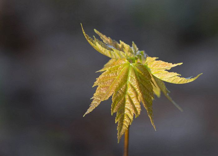 Stacked from 20 images. Method=A (R=9,S=3)