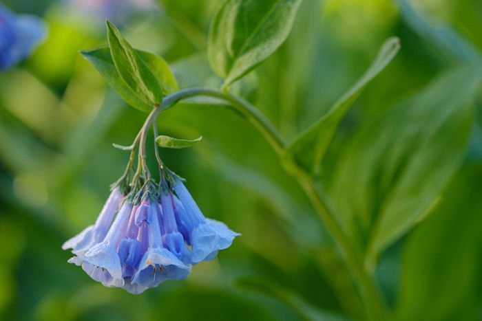 Cuyahoga Valley National Park, Ohio