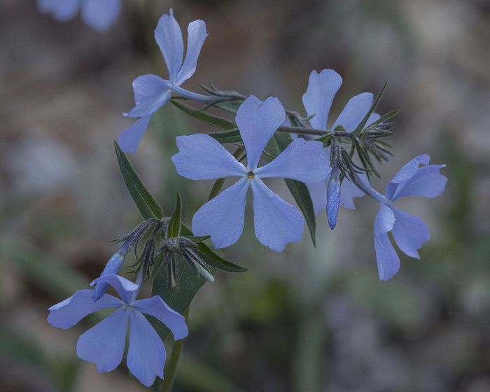 Stacked from 4 images. Method=A (R=8,S=4)