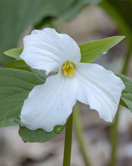 Stacked from 8 images. Method=A (R=8,S=4)