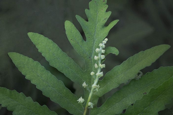 Stacked from 20 images. Method=A (R=9,S=3)