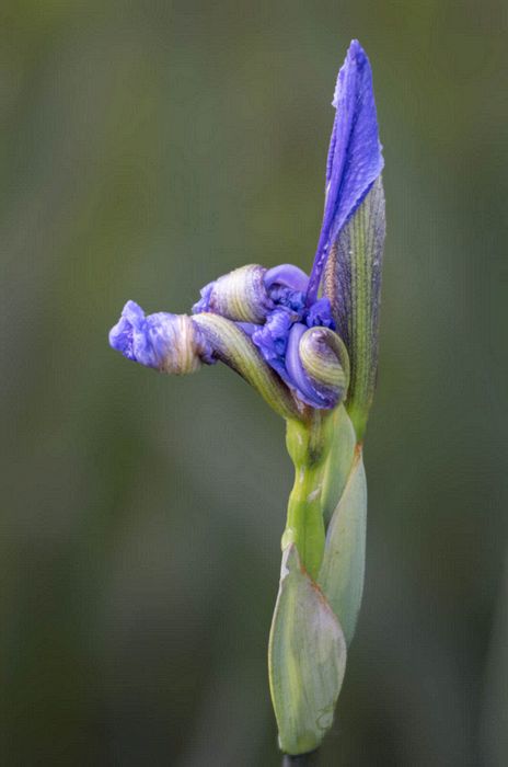 Stacked from 40 images. Method=A (R=9,S=3)