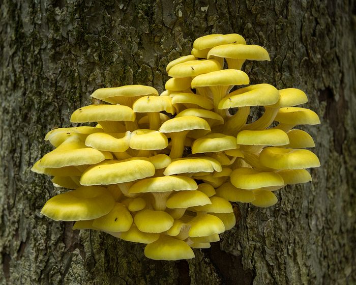 Stacked from 8 images. Method=B (R=8,S=4)