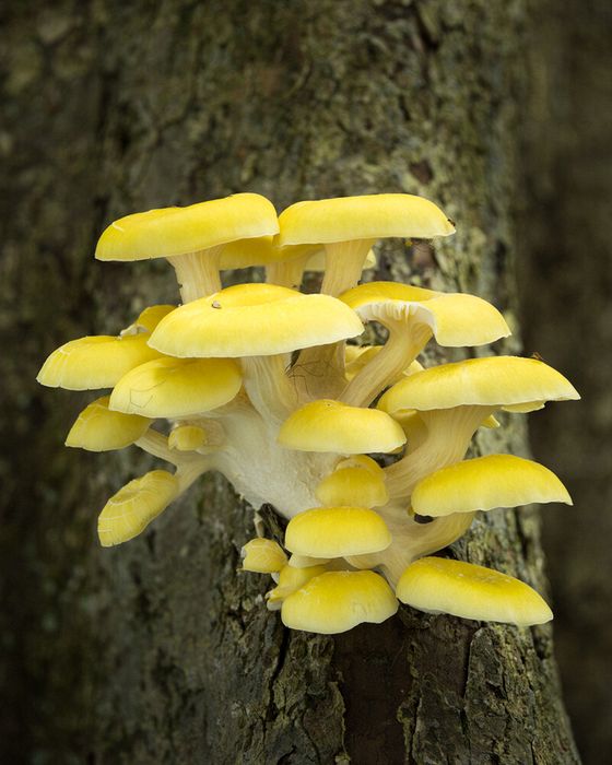 Stacked from 7 images. Method=B (R=8,S=4)