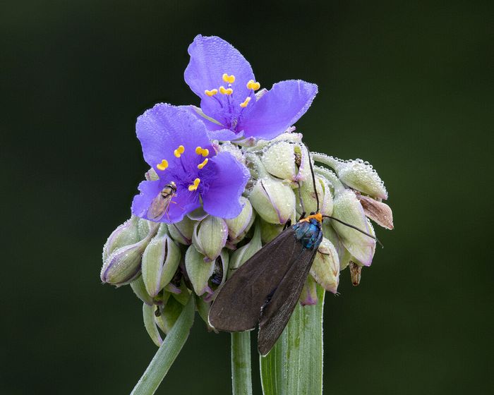 Stacked from 35 images. Method=B (R=8,S=4)