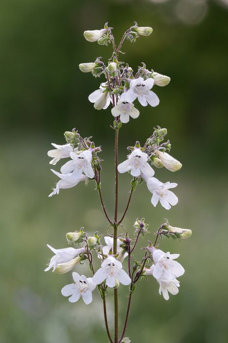 Stacked from 30 images. Method=A (R=8,S=4)