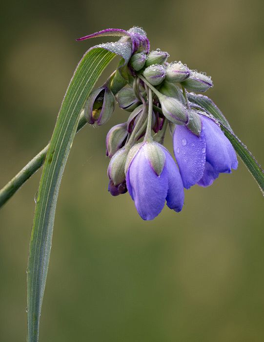 Stacked from 40 images. Method=A (R=8,S=4)