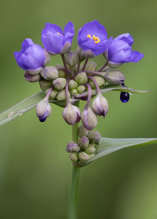 Stacked from 50 images. Method=A (R=8,S=4)