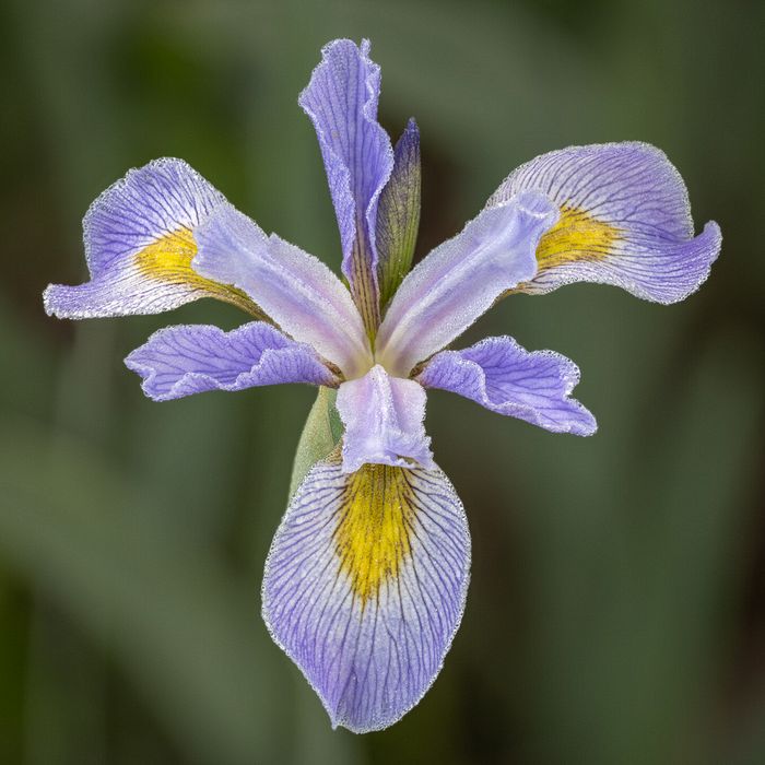 Stacked from 40 images. Method=A (R=8,S=4)