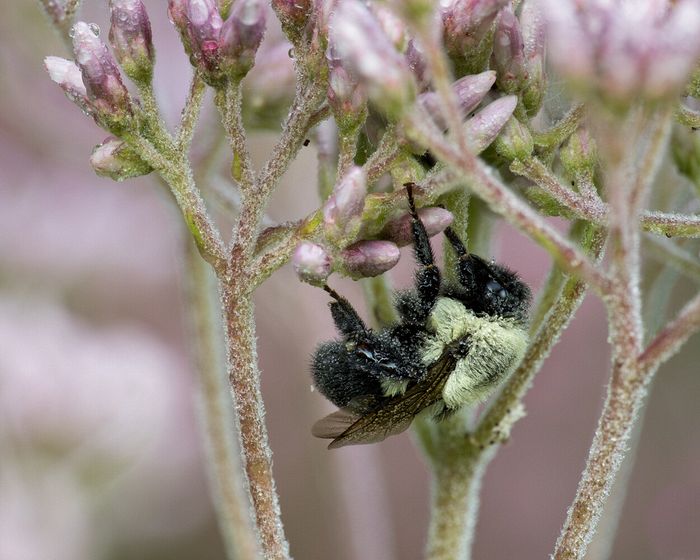 Stacked from 23 images. Method=B (R=8,S=4)