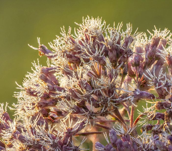 Joe-Pye weed closeup