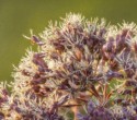 Joe-Pye weed closeup