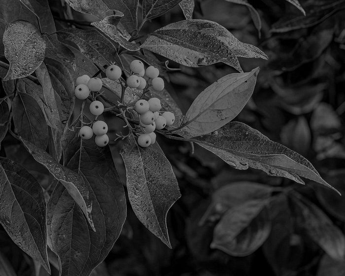 Stacked from 8 images. Method=C (S=4)