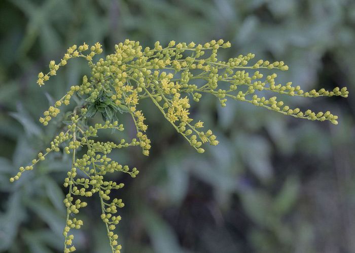 Stacked from 12 images. Method=A (R=8,S=4)