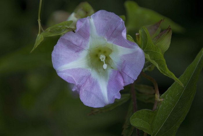 Stacked from 8 images. Method=A (R=8,S=4)