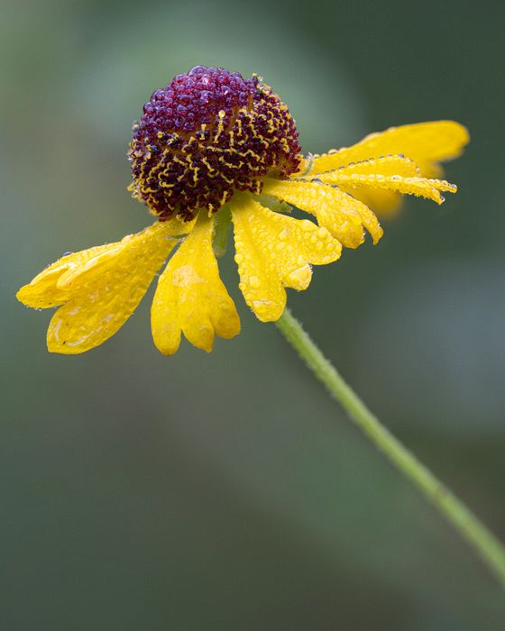 Stacked from 60 images. Method=A (R=8,S=4)