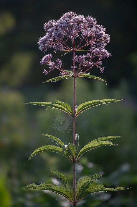 Stacked from 26 images. Method=A (R=8,S=4)