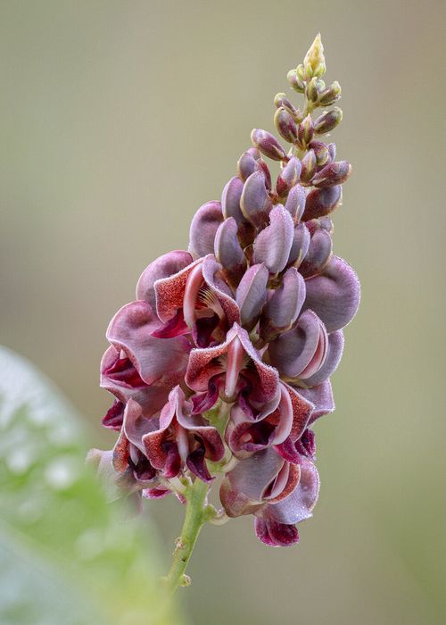 Stacked from 50 images. Method=A (R=8,S=4)