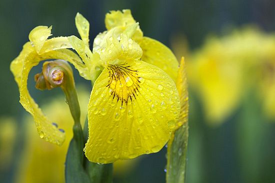 Cuy Valley National Park \nSpring 2010