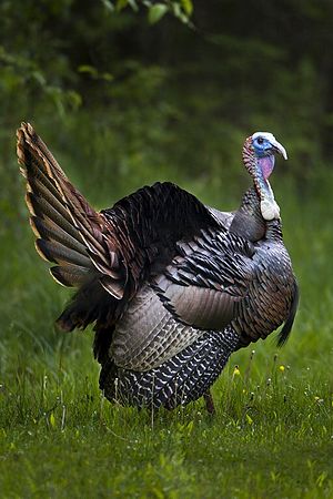 Cuy Valley National Park \nWinter 2010