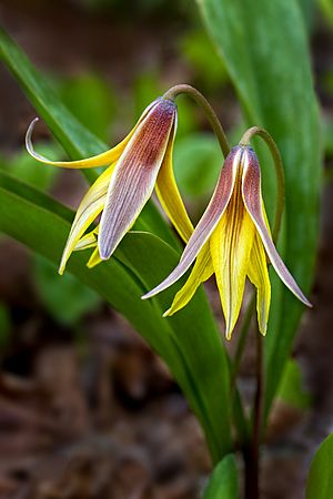 Waterfalls, Wildflowers, Trout Lilly,  Phlox\nTinker's Creek, Bedford Reservation\nHemlock Trail\nCuyahoga Valley National Park, OHIO\nApril, Spring