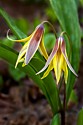 Waterfalls, Wildflowers, Trout Lilly,  Phlox\nTinker's Creek, Bedford Reservation\nHemlock Trail\nCuyahoga Valley National Park, OHIO\nApril, Spring
