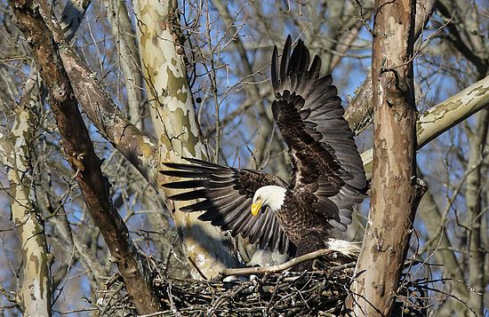 Eagle has Landed\n\n2nd Place - Animals & Insects