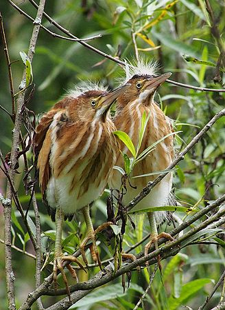 Side by Side\n\n3rd Place - Animals & Insects