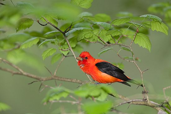 Scarlet Tanager\n\nHonorable Mention - Animals & Insects