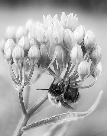 Where Bees Sleep\n\n2nd Place - Black & White