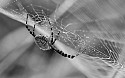 Spider\n\n3rd Place - Black & White