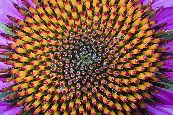 Purple Coneflower Detail\n\nHonorable Mention - Plants & Flowers