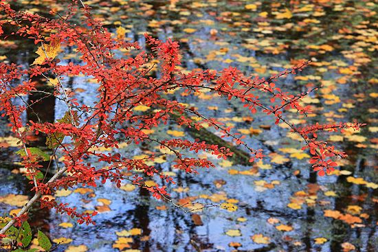 Water Colors\n\nHonorable Mention - Plants & Flowers