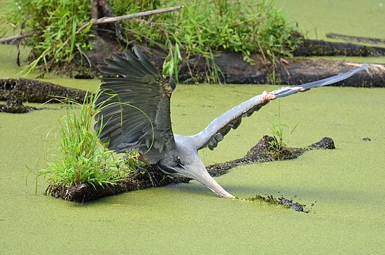 Fishin'\n\n1st Place - Novice