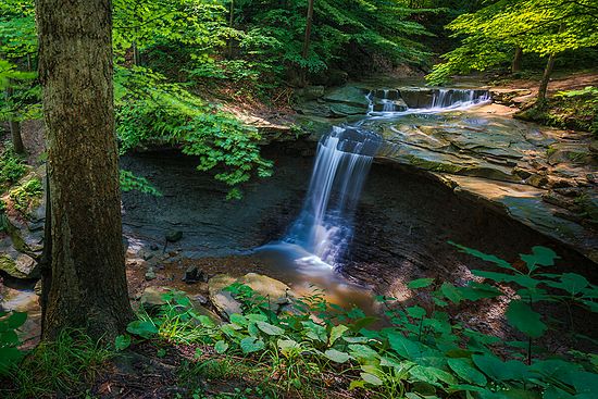 Blue Hen in Summer\n\n3rd Place - Novice