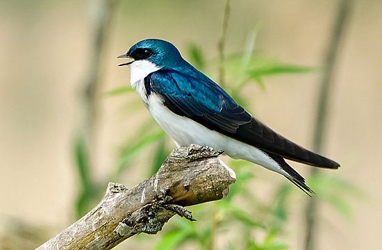 Swallow\n\nHonorable Mention - Novice