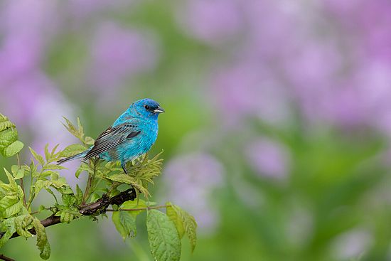 Indigo Bunting\n\nAnimals & Insects