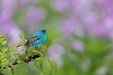 Indigo Bunting\n\nAnimals & Insects