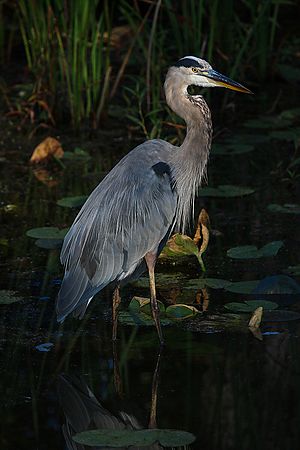 Enigma\n\nAnimals & Insects