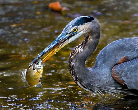 Fatal Attraction\n\nAnimals & Insects